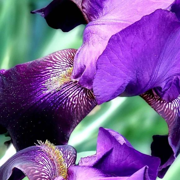 Meet your Posher, Daniel - Picture 1 of 1